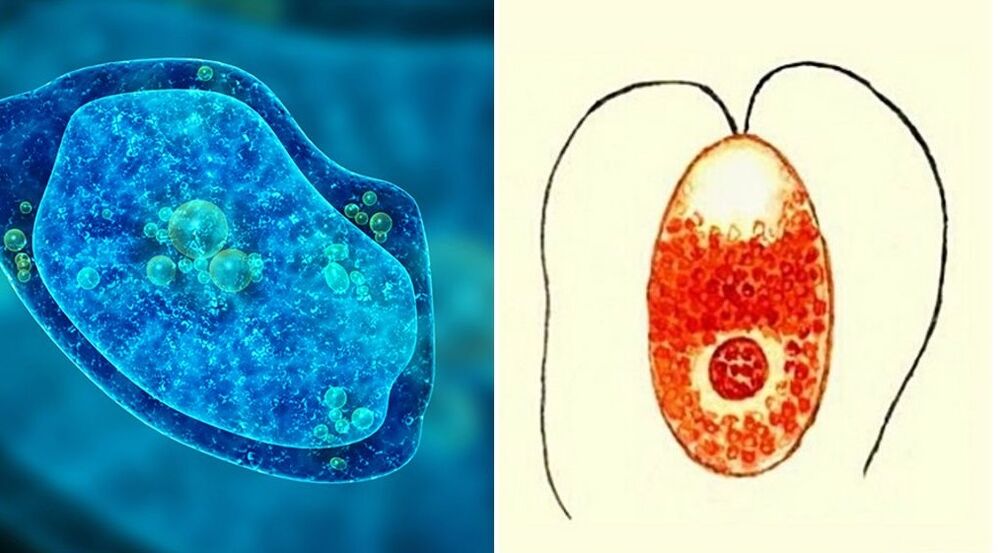 parazitët protozoar ameba dizenterike dhe plazmodiumi i malaries
